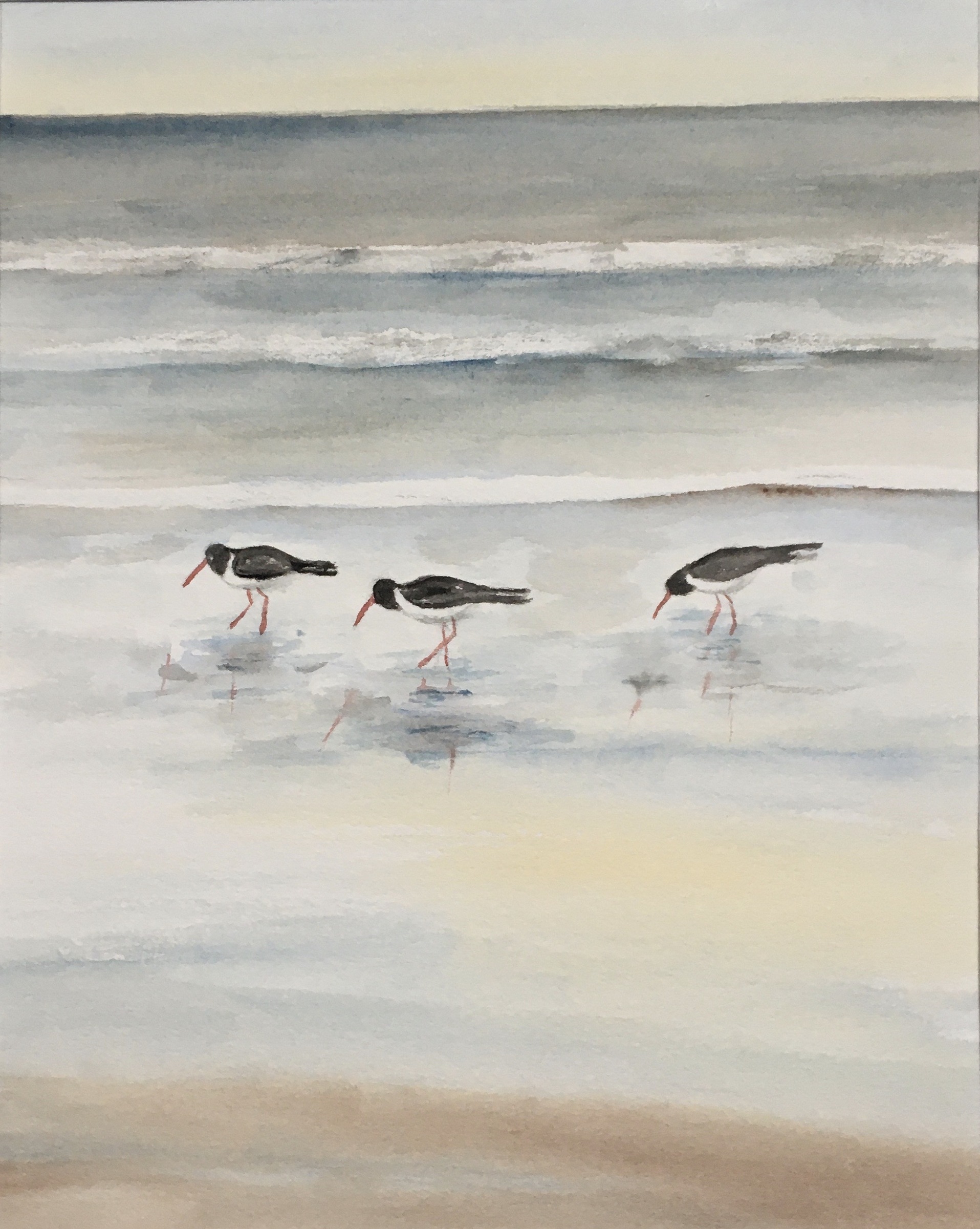 Austernfische auf der Suche 29x23 2025