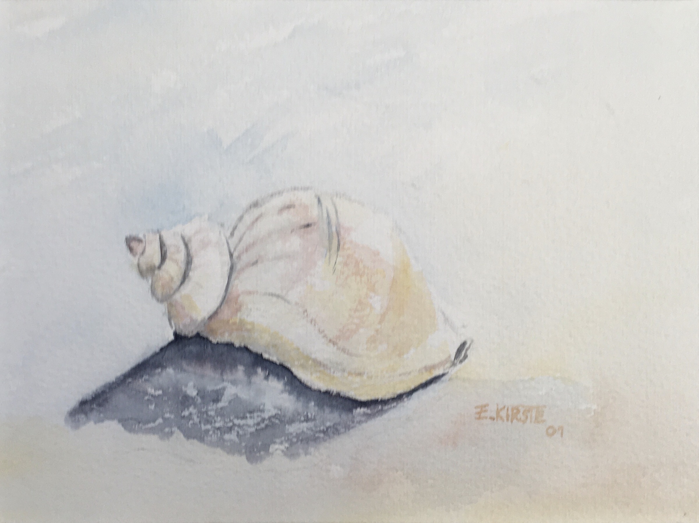 Wellhornschnecke 19x14 2001