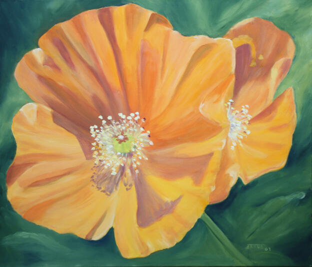 Islandmohn (70x60)   2013